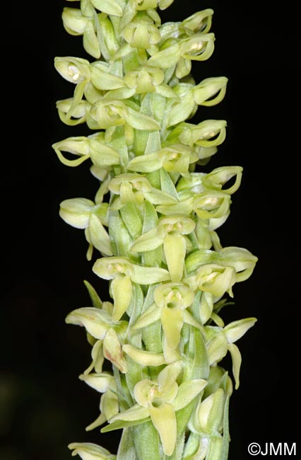 Platanthera hyperborea