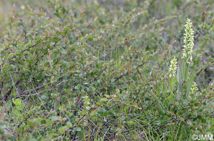 Betula nana & Platanthera hyperborea