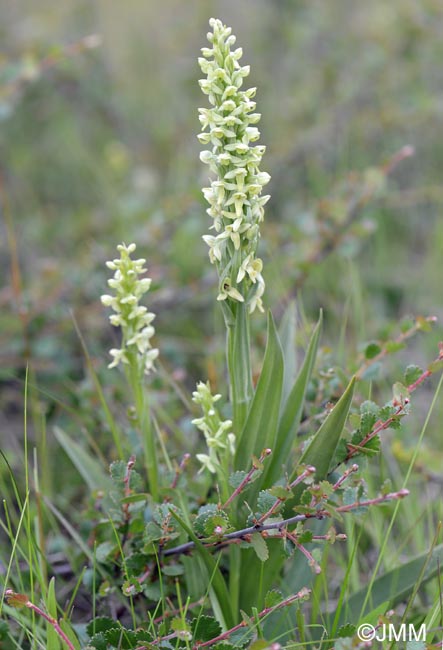 Platanthera hyperborea & Betula nana