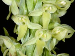 Platanthera hyperborea