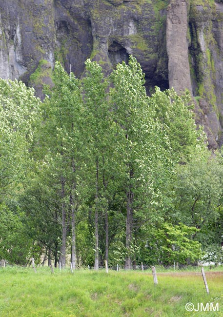 Populus trichocarpa