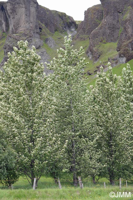 Populus trichocarpa