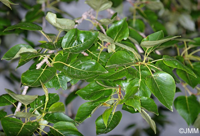 Populus trichocarpa