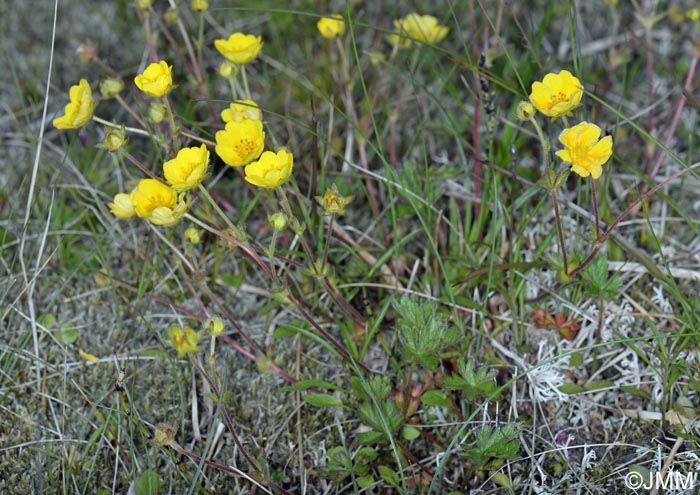 Potentilla crantzii