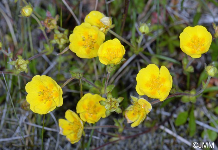 Potentilla crantzii