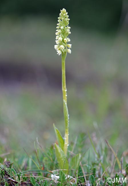 Pseudorchis straminea = Gymnadenia straminea