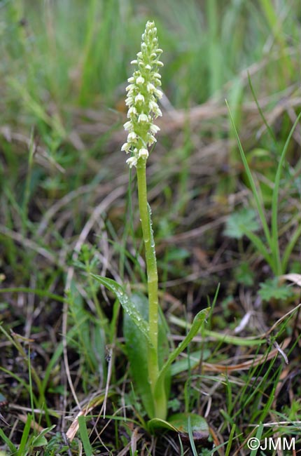 Pseudorchis straminea = Gymnadenia straminea