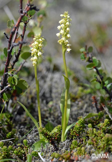 Pseudorchis straminea & Betula nana