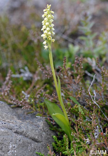 Pseudorchis straminea = Gymnadenia straminea