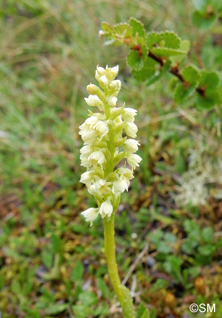 Pseudorchis straminea & Betula nana