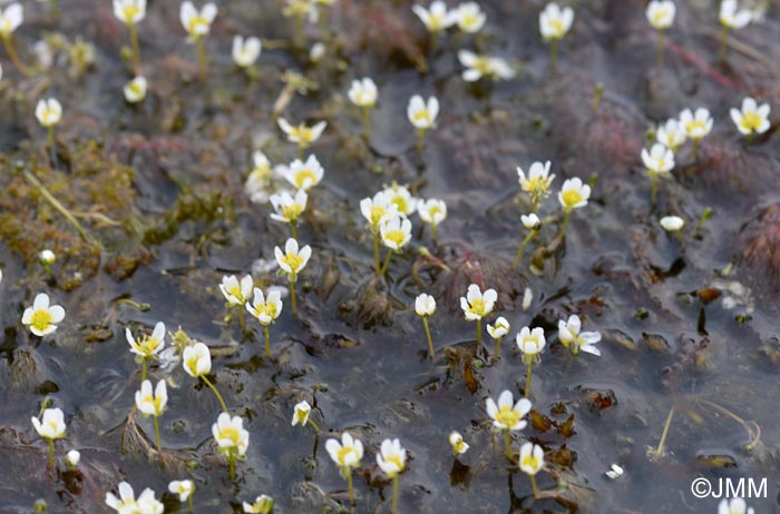 Ranunculus confervoides