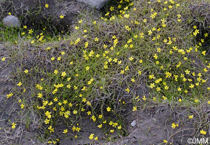 Ranunculus reptans