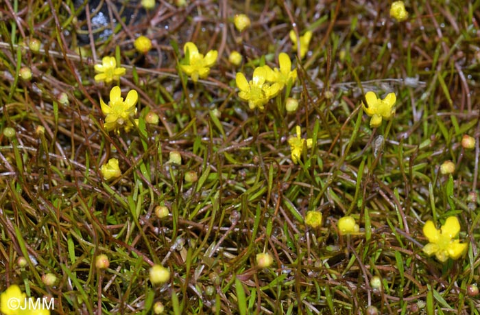 Ranunculus reptans