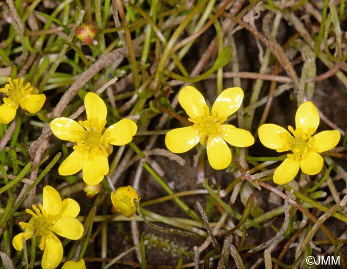 Ranunculus reptans