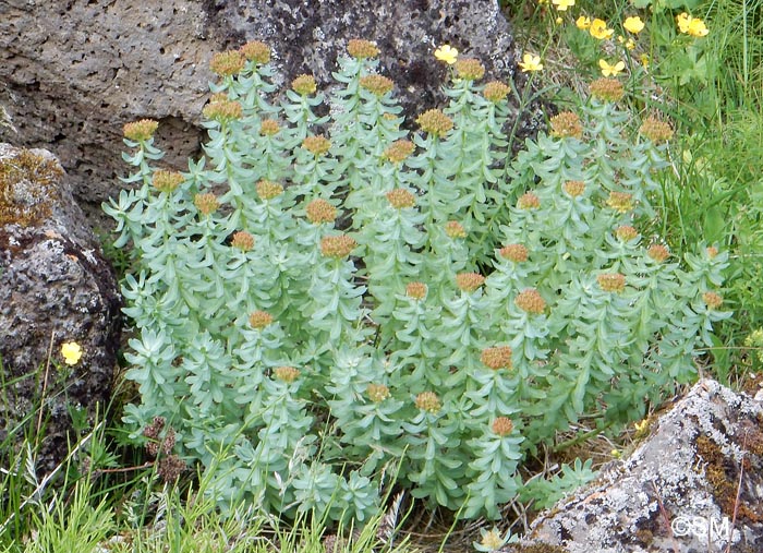 Rhodiola rosea