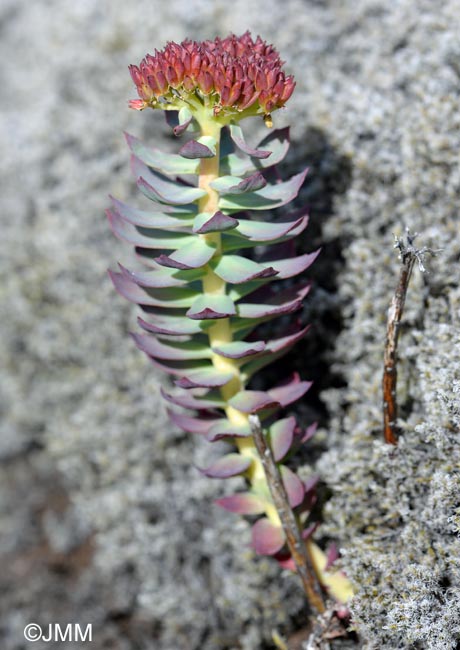 Rhodiola rosea