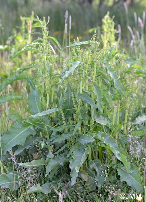 Rumex longifolius