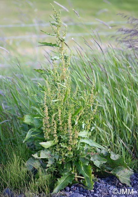 Rumex longifolius