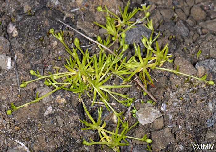 Sagina procumbens