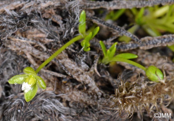 Sagina procumbens