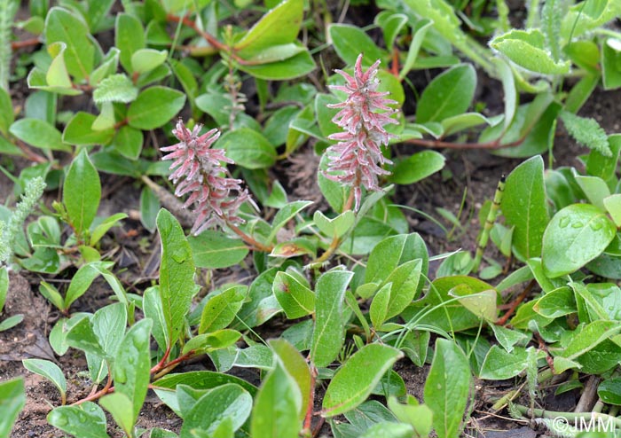 Salix arctica