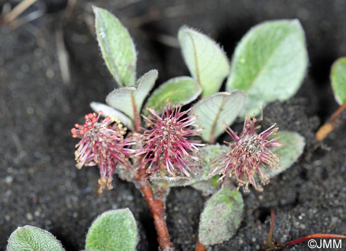 Salix arctica