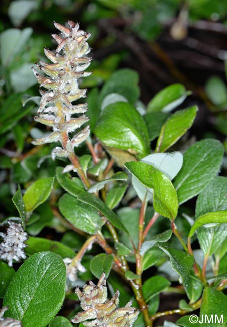 Salix arctica