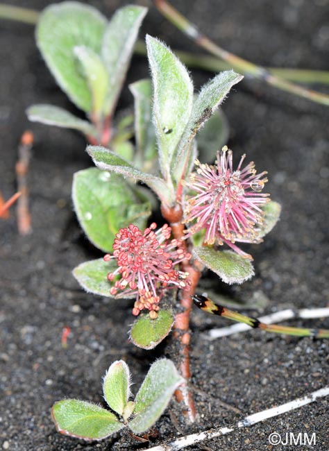 Salix arctica