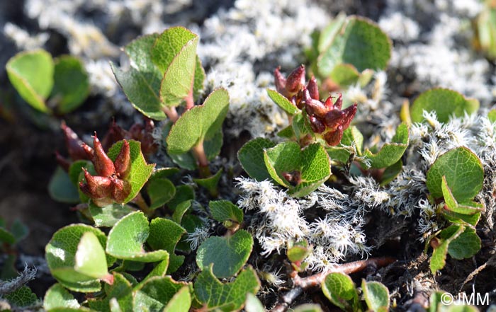 Salix herbacea