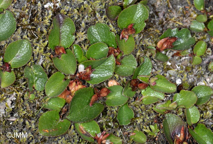 Salix herbacea