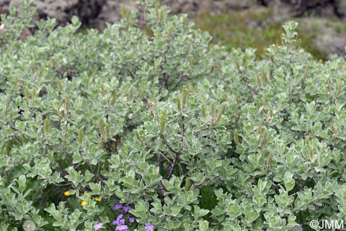 Salix lanata