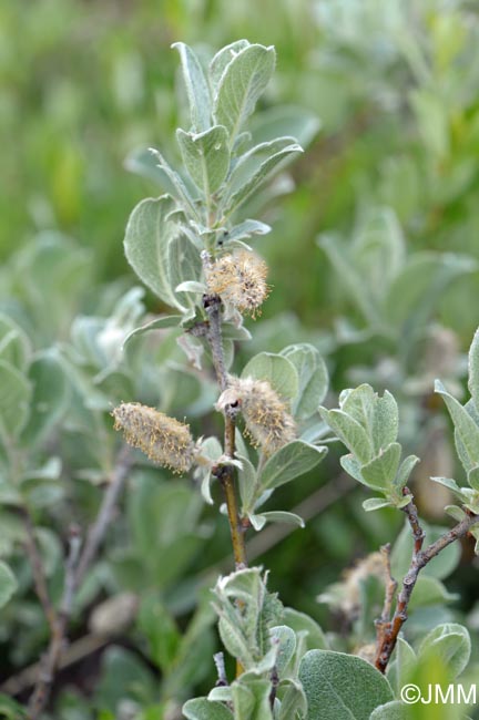 Salix lanata