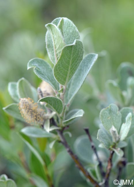 Salix lanata