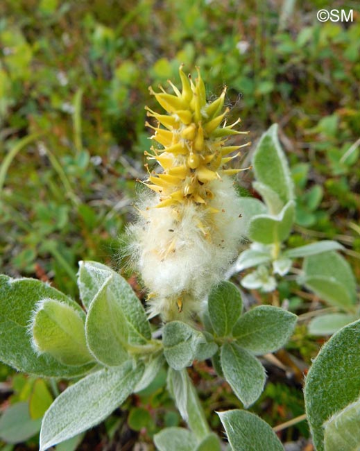 Salix lanata