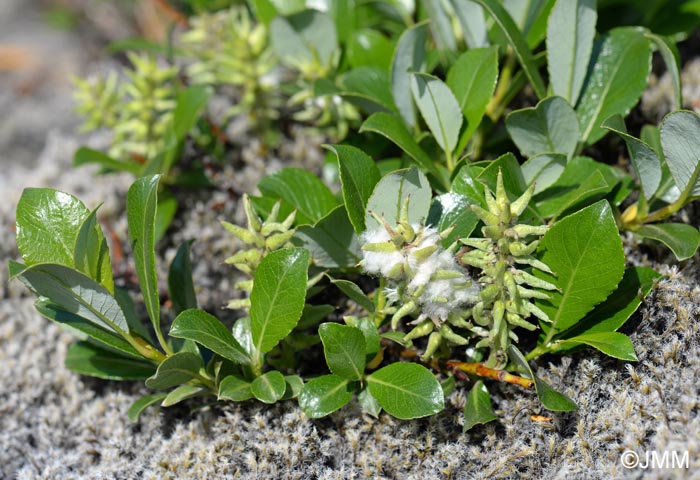 Salix phylicifolia