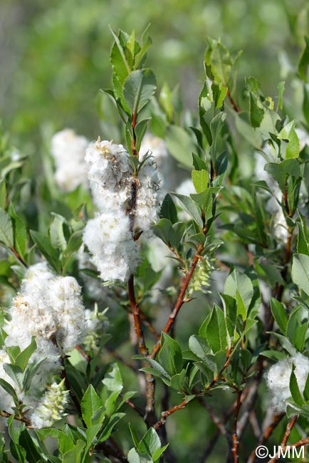 Salix phylicifolia