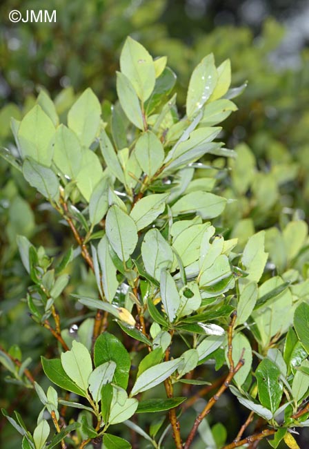 Salix phylicifolia