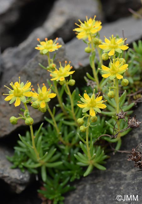 Saxifraga aizoides