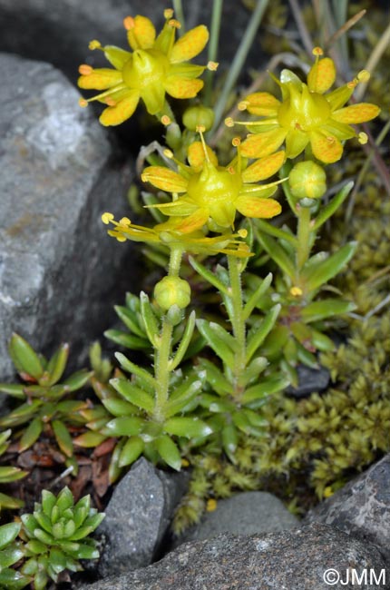 Saxifraga aizoides