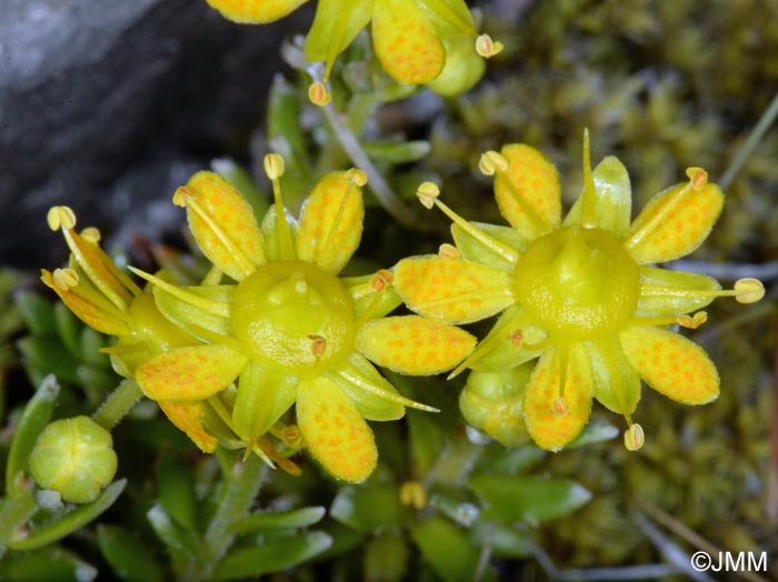 Saxifraga aizoides