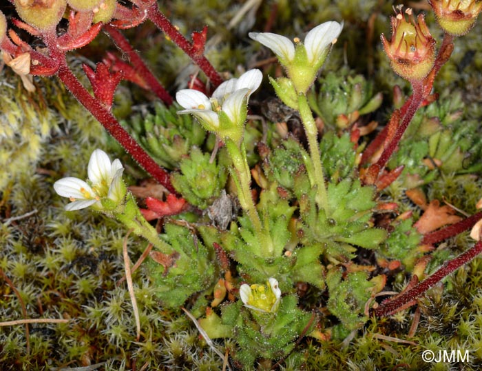 Saxifraga cespitosa