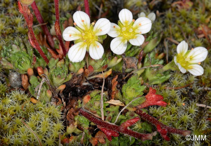 Saxifraga cespitosa