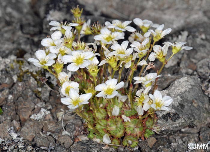 Saxifraga cespitosa