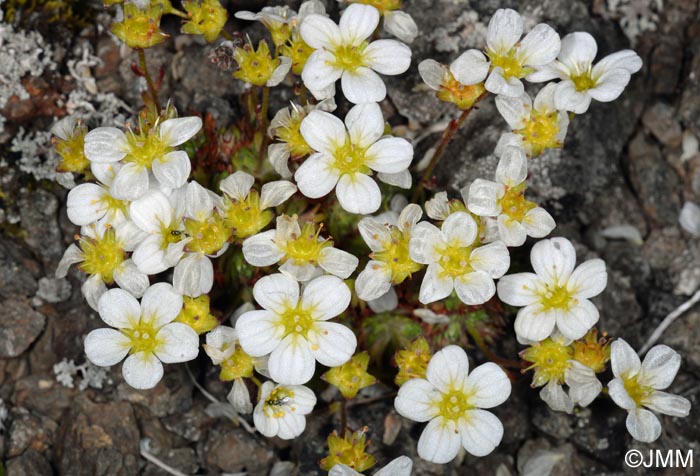 Saxifraga cespitosa