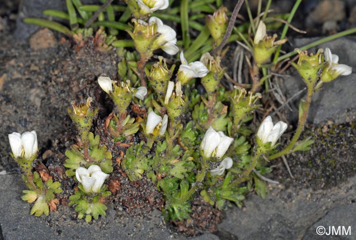 Saxifraga cespitosa