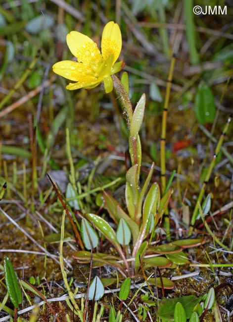 Saxifraga hirculus