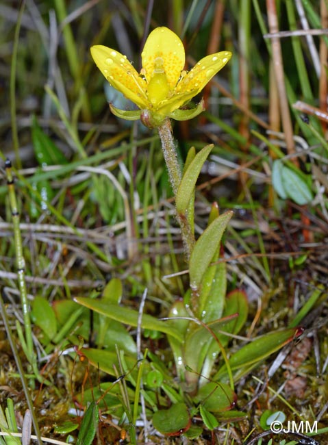 Saxifraga hirculus