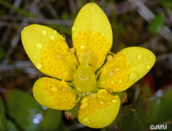 Saxifraga hirculus