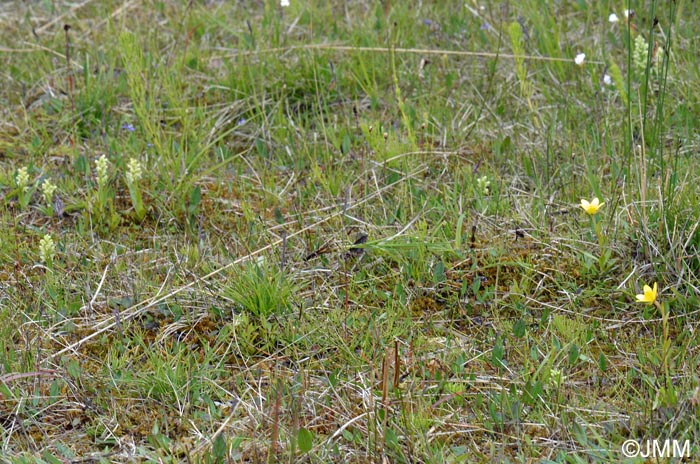 Saxifraga hirculus et Platanthera hyperborea