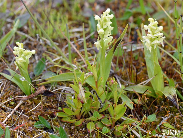 Saxifraga hirculus et Platanthera hyperborea